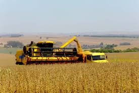 Colheita de trigo no PR começa e atinge 3% da área; plantio de milho 20/21 avança Colheita de trigo no PR começa e atinge 3% da área; plantio de milho 20/21 avança
