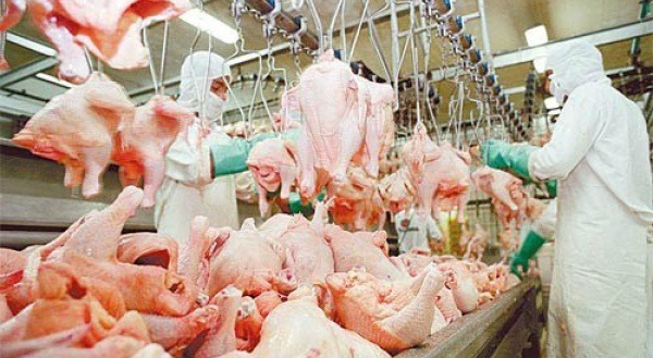 MS deverá abater 146 milhões de aves em 2013 No ano passado, o Estado apresentou queda no número de abate de aves, em relação a 2011, passando de 143 milhões para 140 milhões.