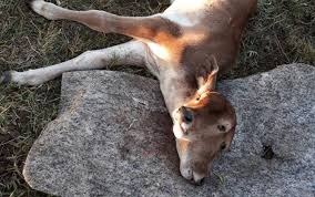 Bezerra nasce com duas cabeças em Minas Gerais; saiba por que isso acontece Bezerra nasce com duas cabeças em Minas Gerais; saiba por que isso acontece