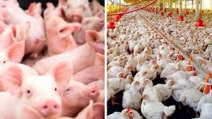 Conselho do FCO aprova R$ 131,4 milhões para MS, com destaque para avicultura e suinocultura no MS Conselho do FCO aprova R$ 131,4 milhões para MS, com destaque para avicultura e suinocultura no MS