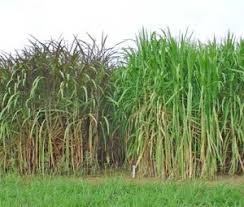 Cultivar de capim-elefante é usada na alimentação de peixes e aves Cultivar de capim-elefante é usada na alimentação de peixes e aves
