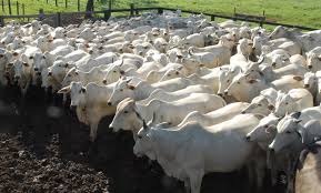 Preços do boi gordo disparam e carnes também sobem no atacado Preços do boi gordo disparam e carnes também sobem no atacado