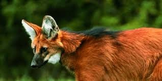 Biólogos mostram como preservação do lobo-guará pode beneficiar produtores rurais Biólogos mostram como preservação do lobo-guará pode beneficiar produtores rurais