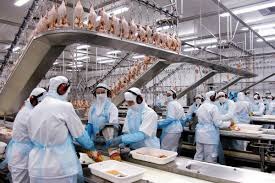 Exportação de carne de frango tem melhores resultados no início de mês Exportação de carne de frango tem melhores resultados no início de mês