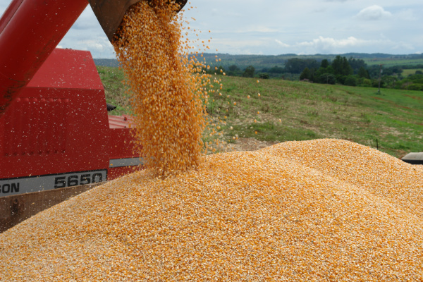 Conab negocia 100% em último leilão de compra de milho O produto será entregue pelos vencedores diretamente nos armazéns e pólos de distribuição