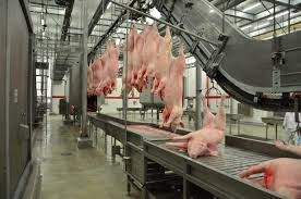 Exportação de carne suína cresce 54,5% em 2020 Exportação de carne suína cresce 54,5% em 2020