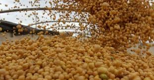 AgRural eleva previsão para soja 2020/21 no Brasil e vê 'safra de ouro'