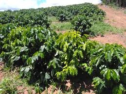 Procafé: Como evitar mistura de plantas de café de porte alto e baixo na lavoura