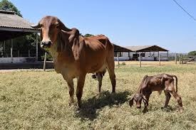 Primeira vaca clonada pela Embrapa Cerrados dá à luz a filhote Primeira vaca clonada pela Embrapa Cerrados dá à luz a filhote