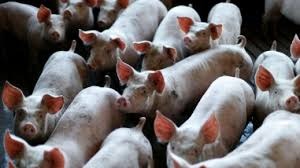 Preços do suíno no mercado independente com poucas variações, indicando proximidade com o limite Preços do suíno no mercado independente com poucas variações, indicando proximidade com o limite