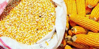 Milho: quinta-feira registra alta no mercado físico e baixas nas bolsas Milho: quinta-feira registra alta no mercado físico e baixas nas bolsas