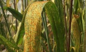 Embrapa alerta para ocorrência de ferrugem no trigo; veja como identificar Embrapa alerta para ocorrência de ferrugem no trigo; veja como identificar
