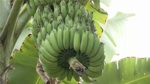 Banana: Mercado da nanica segue aquecido no semiárido Banana: Mercado da nanica segue aquecido no semiárido