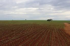 Soja: produção do Paraná em 20/21 pode superar recorde histórico, prevê Deral Soja: produção do Paraná em 20/21 pode superar recorde histórico, prevê Deral