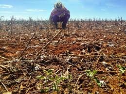 Plantio de soja em Mato Grosso já tem atraso por falta de chuvas, diz Imea Plantio de soja em Mato Grosso já tem atraso por falta de chuvas, diz Imea