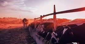 Embrapa cria tecnologia capaz de reduzir custos com alimentação de animais Embrapa cria tecnologia capaz de reduzir custos com alimentação de animais