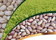 Feijão carioca: Embrapa inova com cultivar resistente a doenças Feijão carioca: Embrapa inova com cultivar resistente a doenças