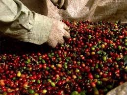 Café: Mercado reage e altas ultrapassam os 200 pontos em NY Café: Mercado reage e altas ultrapassam os 200 pontos em NY