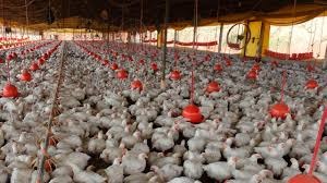 Frango com preços estáveis ou em alta nesta sexta-feira (2) Frango com preços estáveis ou em alta nesta sexta-feira (2)