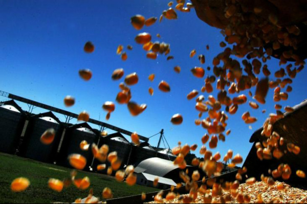 Produto foi comercializado com um prêmio de 159,9 cents por bushel. Foto:RBS