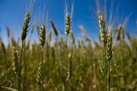 IBGE: estimativa para safra de trigo em 2020 cai 5,4% em setembro ante agosto IBGE: estimativa para safra de trigo em 2020 cai 5,4% em setembro ante agosto