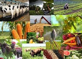 Valor Bruto da Produção agropecuária de Minas Gerais deve alcançar R$ 87 bilhões Valor Bruto da Produção agropecuária de Minas Gerais deve alcançar R$ 87 bilhões