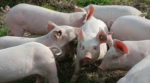 IBGE: plantel suíno alcança 40,6 milhões de animais em 2019, queda de 1,6% ante 2018 IBGE: plantel suíno alcança 40,6 milhões de animais em 2019, queda de 1,6% ante 2018