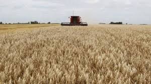 Produção de trigo no Brasil deve atingir 6,3 mi t em 2020, diz Safras & Mercado Produção de trigo no Brasil deve atingir 6,3 mi t em 2020, diz Safras & Mercado