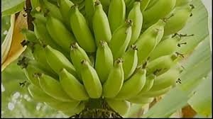 Banana: Compradores pressionam pela redução dos valores Banana: Compradores pressionam pela redução dos valores