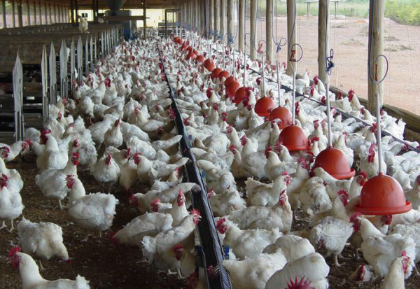 Mato Grosso do Sul deve abater 146 milhões de aves em 2013 Estado pretende superar número número atingido em 2011.Foto: Asgav/divulgação