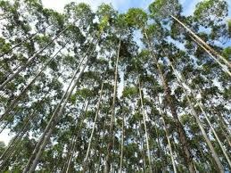 Maior exportador de celulose do país, MS vê setor florestal impulsionar economia verde no Estado Maior exportador de celulose do país, MS vê setor florestal impulsionar economia verde no Estado