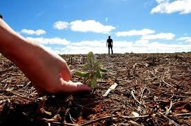 Safras vê replantio de soja por seca no Brasil e amplo atraso Safras vê replantio de soja por seca no Brasil e amplo atraso