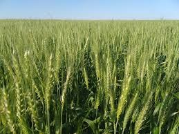 Fecoagro estima quebra de ao menos 30% na safra de trigo do Rio Grande do Sul Fecoagro estima quebra de ao menos 30% na safra de trigo do Rio Grande do Sul