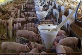 Suínos: preços do animal vivo seguem em alta Suínos: preços do animal vivo seguem em alta