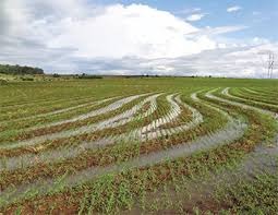 Zona Sul do RS atingiu 92% da semeadura de arroz Zona Sul do RS atingiu 92% da semeadura de arroz