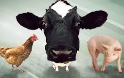 Carne de frango é opção mais competitiva entre as proteínas animais, diz Cepea Carne de frango é opção mais competitiva entre as proteínas animais, diz Cepea