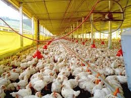 MS exporta 26% mais frango, mas receitas cresceram apenas 6,96% MS exporta 26% mais frango, mas receitas cresceram apenas 6,96%