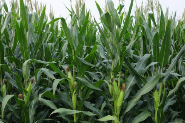 Já a aplicação dos fertilizantes depende das possibilidades financeiras do produtor.Foto: Divulgação