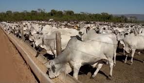 Friboi anuncia nova unidade de confinamento com capacidade para 12 mil animais Friboi anuncia nova unidade de confinamento com capacidade para 12 mil animais