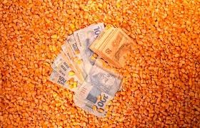 Preço do milho no Mato Grosso do Sul sobe 9,56% na semana e chaga em R$ 70,00 a saca Preço do milho no Mato Grosso do Sul sobe 9,56% na semana e chaga em R$ 70,00 a saca