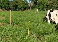 Bastão desenvolvido pela Epagri facilita o manejo das pastagens Bastão desenvolvido pela Epagri facilita o manejo das pastagens