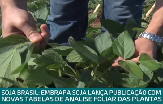 Embrapa lança nova tabela de análise foliar da soja. Confira! Embrapa lança nova tabela de análise foliar da soja. Confira!
