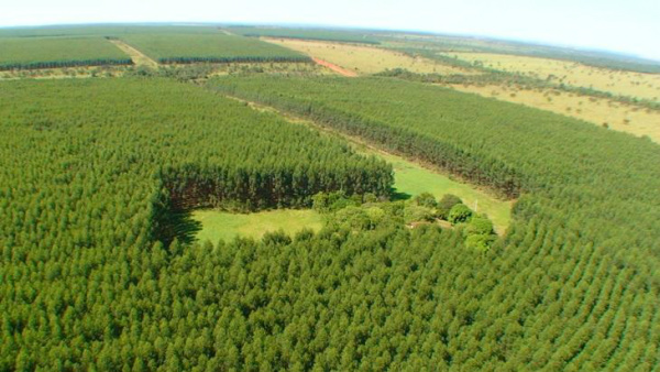 Entidades estão preocupadas com a estrutura do governo para conseguir implementar o CAR.Foto: Painel Florestal