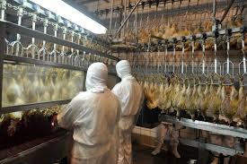 Preço do frango no Brasil cai após sete semanas de alta, diz Cepea Preço do frango no Brasil cai após sete semanas de alta, diz Cepea