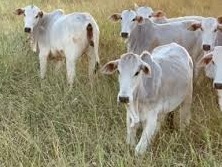 GTPS propõe pagamento a pecuaristas que cumprem Código Florestal GTPS propõe pagamento a pecuaristas que cumprem Código Florestal