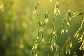Cultivo de aveia ganha novo estudo de zoneamento agrícola de risco climático