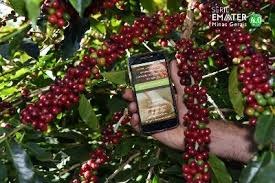 Cafeicultura 4.0: ferramentas digitais levam inovação para a produção de café no Brasil Cafeicultura 4.0: ferramentas digitais levam inovação para a produção de café no Brasil