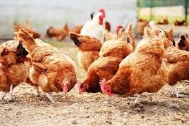 Frango vivo: novembro é aberto com altas em São Paulo e em Minas Gerais Frango vivo: novembro é aberto com altas em São Paulo e em Minas Gerais