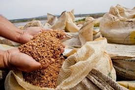 Arroz: mesmo sem tarifa de importação, preços mantêm tendência de alta Arroz: mesmo sem tarifa de importação, preços mantêm tendência de alta