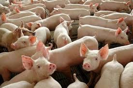 Cotações no mercado de suínos ficam estáveis nesta quarta-feira (18) Cotações no mercado de suínos ficam estáveis nesta quarta-feira (18)